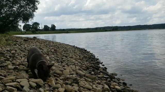 Прогулка в Голландии с французским бульдогом смотреть онлайн