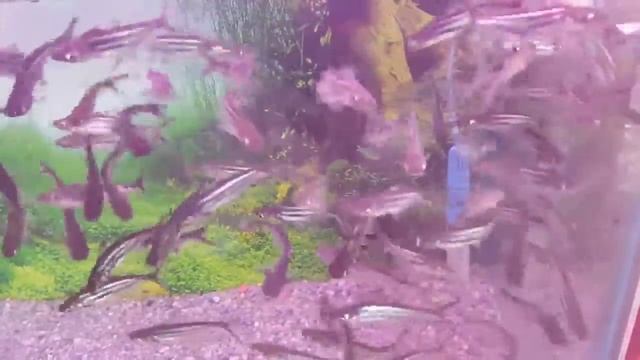 Iridescent shark Pangasianodon hypophthalmus is a species of shark catfish family Pangasiidae смотреть онлайн