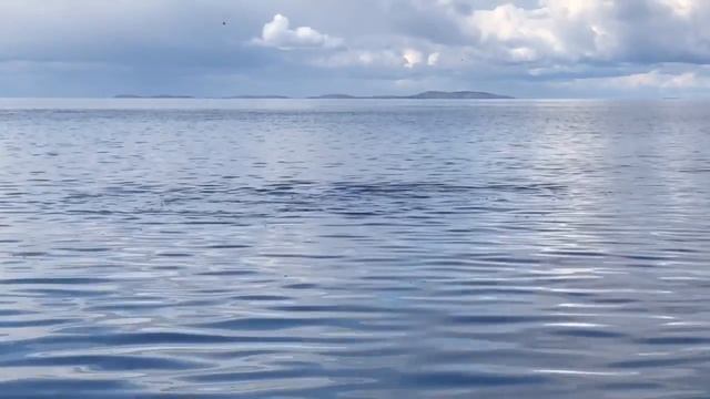 Белухи на Соловках смотреть онлайн