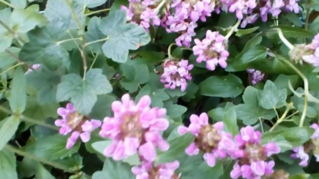 Черноголовка .Новое лекарственное растение в саду. (описание под видео) #черноголовка #всаду смотреть онлайн