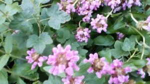 Черноголовка .Новое лекарственное растение в саду.  (описание под видео) #черноголовка #всаду