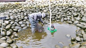 Как я пруд на даче с огромными карпами и осетрами чистил