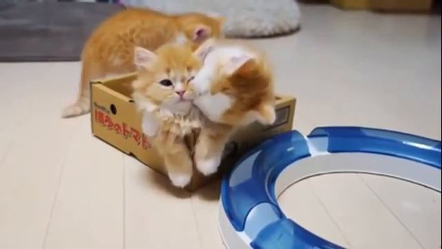 Прикольные рыжие котята смотреть онлайн