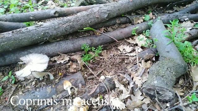 Prolećni tihi lov смотреть онлайн