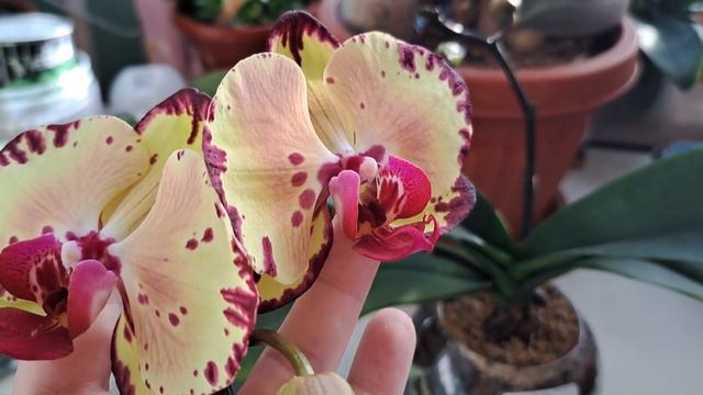 Азиатская орхидея Микки Кроун ЦВЕТЁТ!Удивительная орхидеечка.