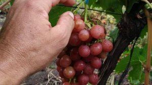 Виноград Ливия, нюансы выращивания.