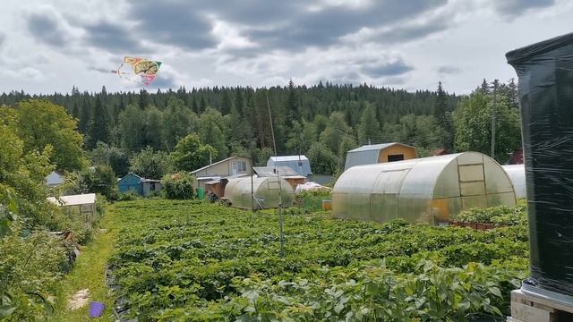Спасём ягоды? от птицы!!!!!! Отлично работает!!!!! смотреть онлайн