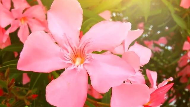 Цветы и вдохновение! Невероятно красивая весенняя музыка для души!!! красивая музыка Сергея Чекалин