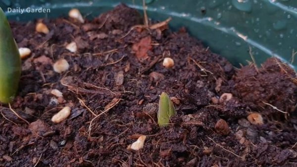 Planting flowers | How to plant tulips from bulbs | Grow tulips from bulbs in pots | planting tulip