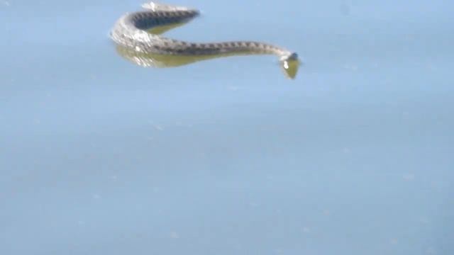 Как змея Дон переплывала.. смотреть онлайн