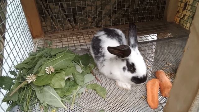 Чупчик - Мой кролик и его здоровый стол: Правильное питание для моего пушистого друга смотреть онлайн