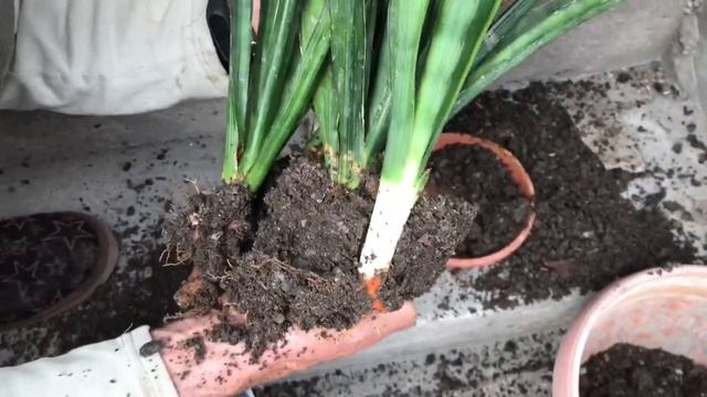 Пересадка Сансевиерии в большой горшок. смотреть онлайн
