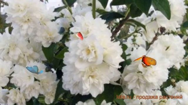Жасмин садовый Букет Бланк ? жасмин Букет Бланк обзор: как сажать саженцы жасмина Букет Бланк смотреть онлайн