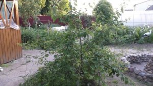 Заготавливаем крапиву для курей на зиму.