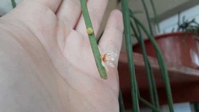 Rhipsalis Baccifera, Cacto Macarrão, Ripsális смотреть онлайн