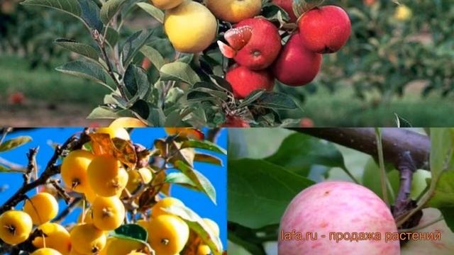 Яблоня обыкновенная Грушовка Московская - КЗР (Китайка золотая ранняя) ? обзор: как сажать, саженцы смотреть онлайн