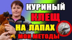 Куриный клещ на лапах. ИЗВЕСТКОВАЯ ЛАПА, как избавиться.