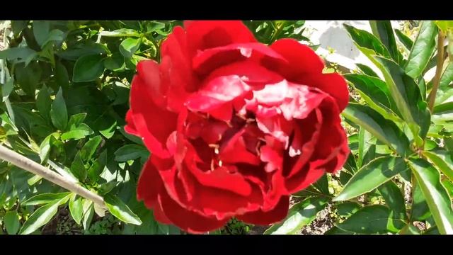 Нарезка из видео.(Папино желание и поход в гости к Рите и ее цветам). смотреть онлайн