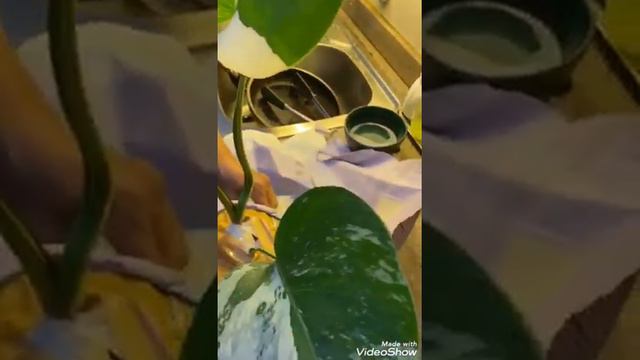 MONSTERA BORSI VARIEGATA TRICOLOR  DAUN TIGA UNBOXING