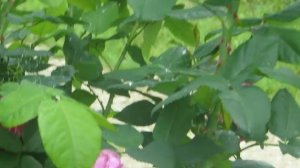 Роза парковая Фердинанд Пичад. Описание и характеристика.