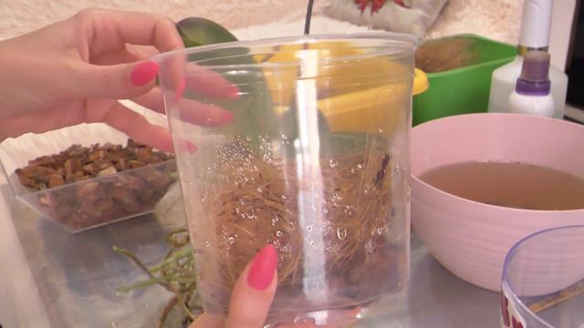 Омоложение орхидеи Фуллер сансет. смотреть онлайн