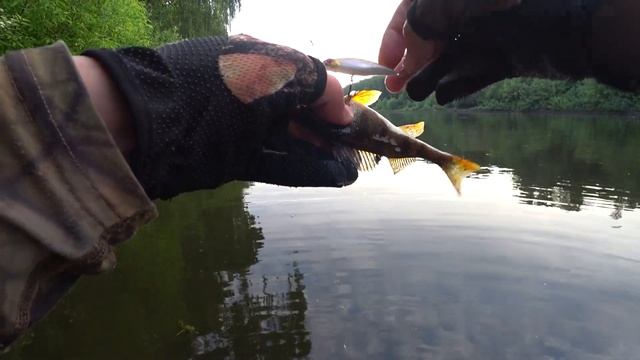 Ловля окуня на спиннинг в июне! Канал имени Москвы! смотреть онлайн
