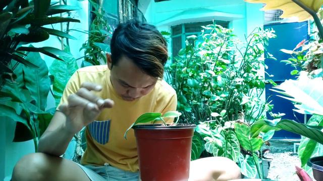 scindupsus pictus platinum / unboxing and repotting / different varieties of pothos смотреть онлайн