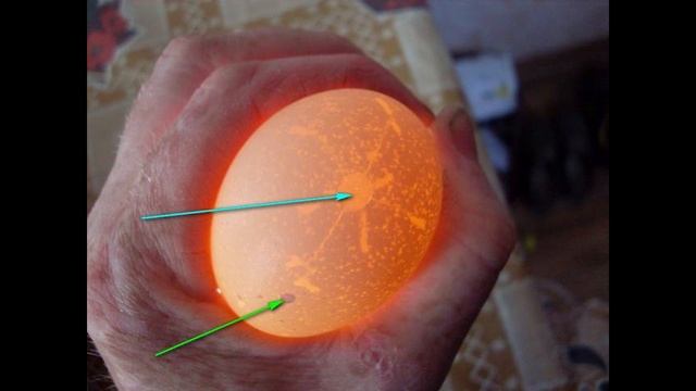 Отбор яиц мускусной утки на инкубацию. смотреть онлайн