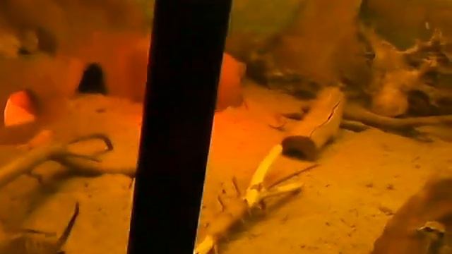 Сурикаты и собака в московском зоопарке смотреть онлайн