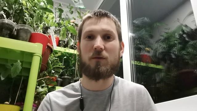 ЛУЧШИЙ ГРУНТ ДЛЯ ЦИТРУСОВ. В какой грунт сажать цитрусы. Какой грунт лучше всего подходит цитрусам смотреть онлайн