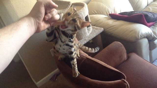 F1 Bengal Hybrid Welcoming Us Home смотреть онлайн