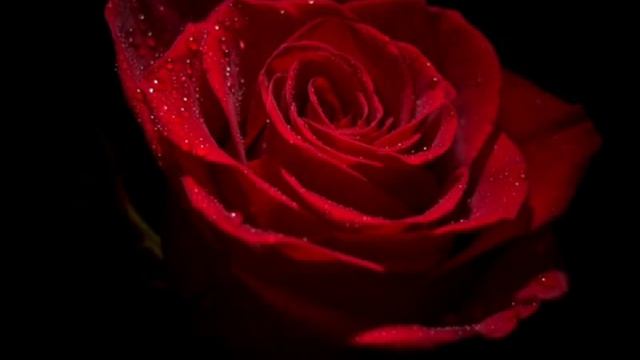 РОЗА смотреть онлайн