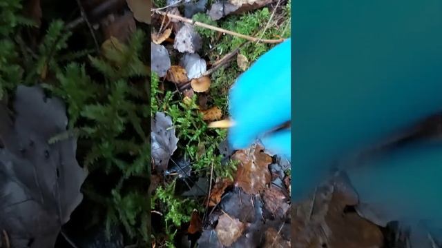 Поход в Царство Грибов Опята Лисички осенние Как я в портал угодила смотреть онлайн