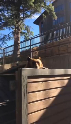 Медведь, пошёл вон! смотреть онлайн