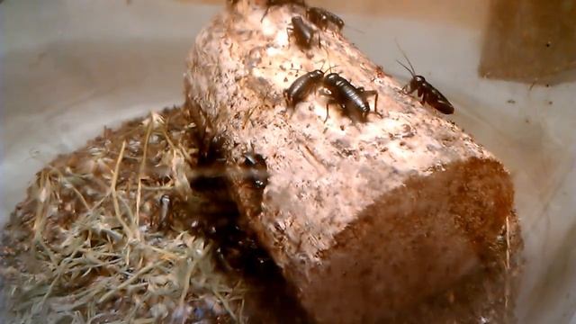 Жизнь и судьба В НЕВОЛЕ | СВЕРЧОК полевой | Мальчик 42 смотреть онлайн