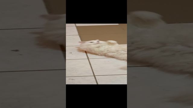 #кошка смотреть онлайн