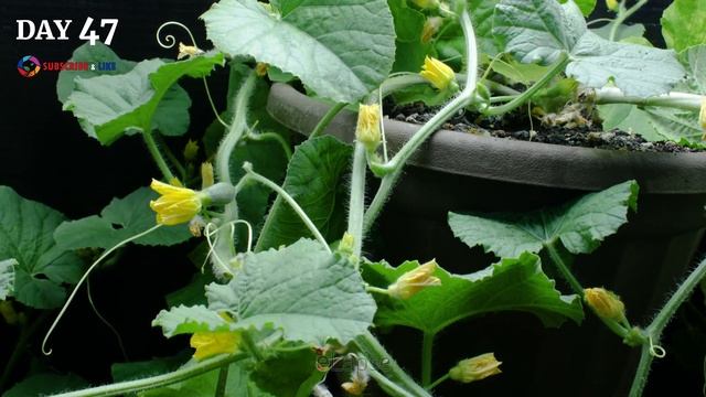 Growing Cantaloupe Plant From Seed To Melon (101 Days Time Lapse) смотреть онлайн