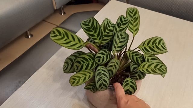 Ктенанта Бурле Маркси /обзор сорта смотреть онлайн