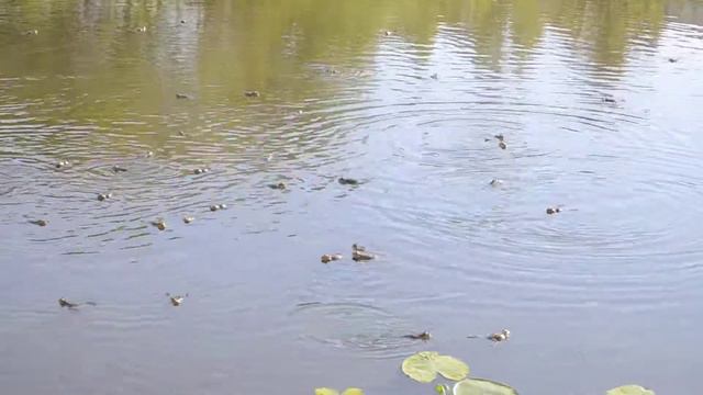 Майская песня смотреть онлайн