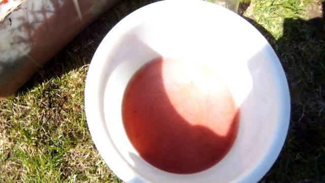 Как я высаживал кедровые орехи. Выращивание кедра. смотреть онлайн