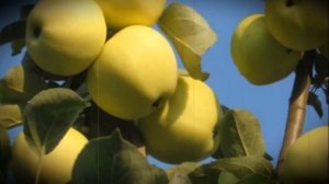 Яблоня сорта белый налив особенности посадки и выращивания ранних плодов