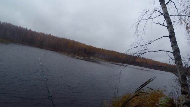 Ловля щуки на спиннинг осенью с берега,видео rybachil.ru смотреть онлайн