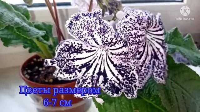 Стрептокарпус ОИ-Ирбис смотреть онлайн