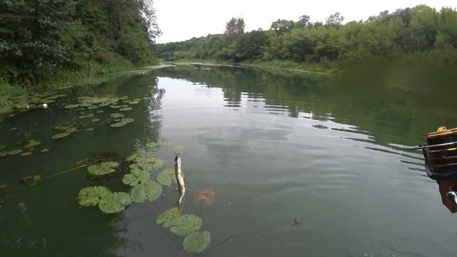 Ух ну и рыбалка вышла! Клёв каждый заброс. Рыбалка на спиннинг 2022. смотреть онлайн