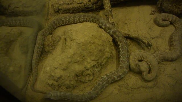 2017.04. Венгрия. Будапешт.Зоопарк. Террариум. Змеи смотреть онлайн