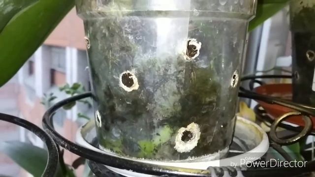 Микориза и зелёный налет в горшках. смотреть онлайн