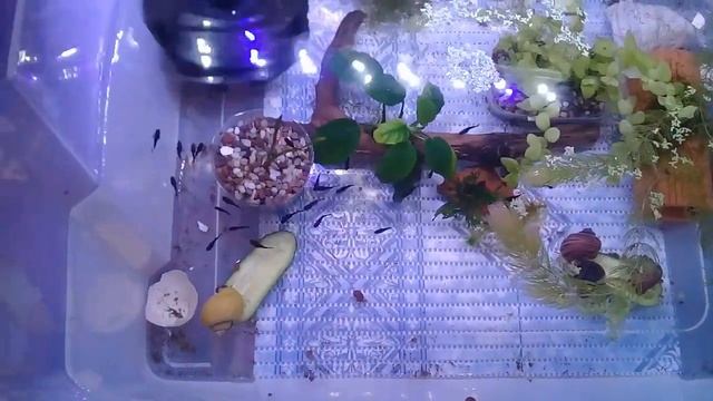 Пересадка мальков моллинезии в контейнеры смотреть онлайн