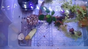 Пересадка мальков моллинезии в контейнеры