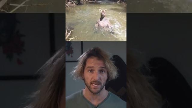 НИКОГДА НЕ ПОДХОДИ К КЕНГУРУ В ВОДЕ ? ПОДПИШИСЬ смотреть онлайн