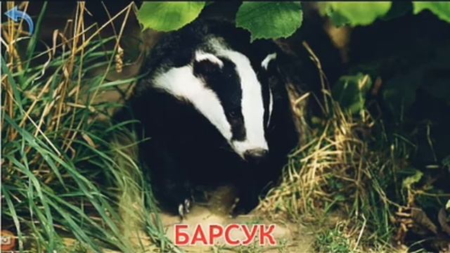 Дикие животные / голоса животных / для детей смотреть онлайн